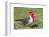 Red-Crested Cardinal-Hal Beral-Framed Photographic Print