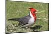 Red-Crested Cardinal-Hal Beral-Mounted Photographic Print