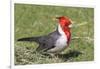 Red-Crested Cardinal-Hal Beral-Framed Photographic Print