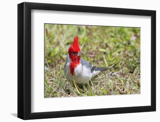 Red-Crested Cardinal-Hal Beral-Framed Photographic Print