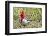 Red-Crested Cardinal-Hal Beral-Framed Photographic Print