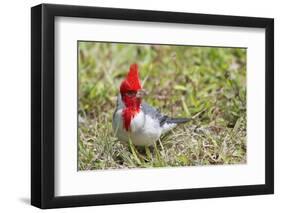 Red-Crested Cardinal-Hal Beral-Framed Photographic Print