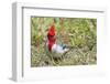 Red-Crested Cardinal-Hal Beral-Framed Photographic Print