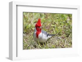 Red-Crested Cardinal-Hal Beral-Framed Photographic Print