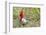 Red-Crested Cardinal-Hal Beral-Framed Photographic Print