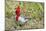 Red-Crested Cardinal-Hal Beral-Mounted Photographic Print