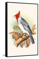 Red Crested Cardinal-F.w. Frohawk-Framed Stretched Canvas
