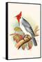 Red Crested Cardinal-F.w. Frohawk-Framed Stretched Canvas