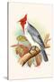 Red Crested Cardinal-F.w. Frohawk-Stretched Canvas