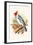 Red Crested Cardinal-F.w. Frohawk-Framed Art Print