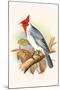 Red Crested Cardinal-F.w. Frohawk-Mounted Art Print