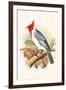 Red Crested Cardinal-F.w. Frohawk-Framed Art Print