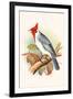 Red Crested Cardinal-F.w. Frohawk-Framed Art Print