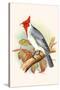 Red Crested Cardinal-F.w. Frohawk-Stretched Canvas