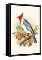 Red Crested Cardinal-F.w. Frohawk-Framed Stretched Canvas