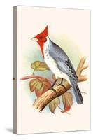 Red Crested Cardinal-F.w. Frohawk-Stretched Canvas