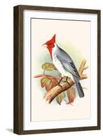 Red Crested Cardinal-F.w. Frohawk-Framed Art Print