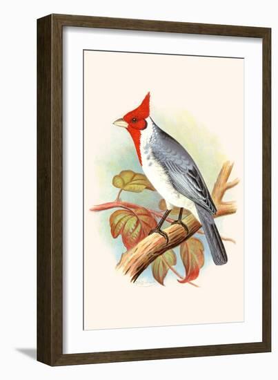 Red Crested Cardinal-F.w. Frohawk-Framed Art Print