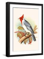 Red Crested Cardinal-F.w. Frohawk-Framed Art Print