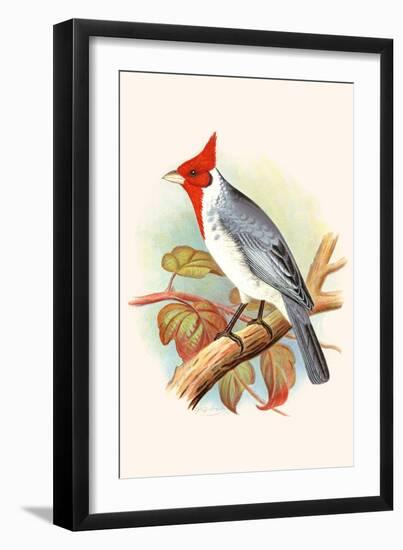 Red Crested Cardinal-F.w. Frohawk-Framed Art Print