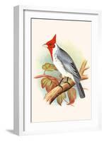 Red Crested Cardinal-F.w. Frohawk-Framed Art Print