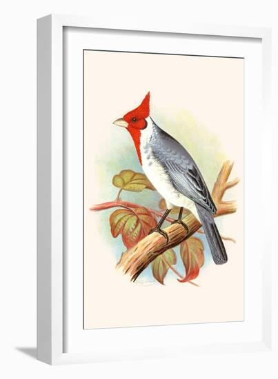 Red Crested Cardinal-F.w. Frohawk-Framed Art Print