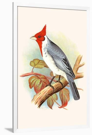 Red Crested Cardinal-F.w. Frohawk-Framed Art Print