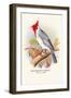 Red-Crested Cardinal-Arthur G. Butler-Framed Art Print