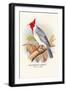 Red-Crested Cardinal-Arthur G. Butler-Framed Art Print