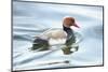 Red-crested Pochard, Netta rufina, drake, sidewise, swim-David & Micha Sheldon-Mounted Photographic Print