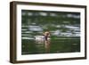 Red-Crested Pochard (Netta Rufina) Male Swimming. Staffelsee. Upper Bavaria. Germany-Oscar Dominguez-Framed Photographic Print