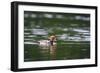 Red-Crested Pochard (Netta Rufina) Male Swimming. Staffelsee. Upper Bavaria. Germany-Oscar Dominguez-Framed Photographic Print