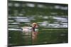 Red-Crested Pochard (Netta Rufina) Male Swimming. Staffelsee. Upper Bavaria. Germany-Oscar Dominguez-Mounted Photographic Print