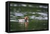 Red-Crested Pochard (Netta Rufina) Male Swimming. Staffelsee. Upper Bavaria. Germany-Oscar Dominguez-Framed Stretched Canvas