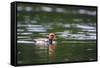 Red-Crested Pochard (Netta Rufina) Male Swimming. Staffelsee. Upper Bavaria. Germany-Oscar Dominguez-Framed Stretched Canvas