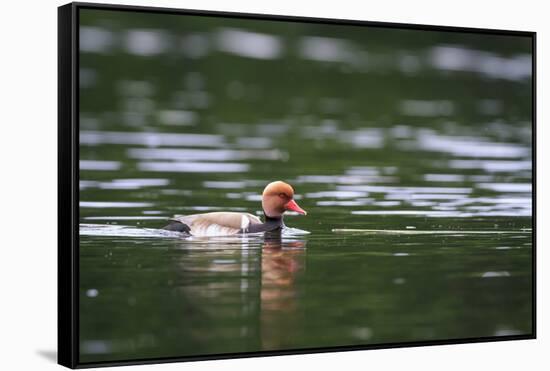 Red-Crested Pochard (Netta Rufina) Male Swimming. Staffelsee. Upper Bavaria. Germany-Oscar Dominguez-Framed Stretched Canvas