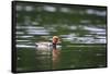 Red-Crested Pochard (Netta Rufina) Male Swimming. Staffelsee. Upper Bavaria. Germany-Oscar Dominguez-Framed Stretched Canvas