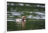 Red-Crested Pochard (Netta Rufina) Male Swimming. Staffelsee. Upper Bavaria. Germany-Oscar Dominguez-Framed Photographic Print