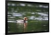 Red-Crested Pochard (Netta Rufina) Male Swimming. Staffelsee. Upper Bavaria. Germany-Oscar Dominguez-Framed Photographic Print