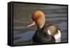 Red Crested Pochard (Netta Rufina) Male, UK-Mark Taylor-Framed Stretched Canvas