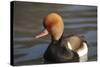 Red Crested Pochard (Netta Rufina) Male, UK-Mark Taylor-Stretched Canvas