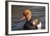 Red Crested Pochard (Netta Rufina) Male, UK-Mark Taylor-Framed Photographic Print