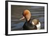 Red Crested Pochard (Netta Rufina) Male, UK-Mark Taylor-Framed Photographic Print