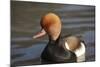 Red Crested Pochard (Netta Rufina) Male, UK-Mark Taylor-Mounted Photographic Print