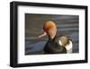 Red Crested Pochard (Netta Rufina) Male, UK-Mark Taylor-Framed Photographic Print