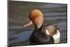 Red Crested Pochard (Netta Rufina) Male, UK-Mark Taylor-Mounted Photographic Print