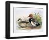 Red Crested Pochard-Henry Jones-Framed Premium Giclee Print