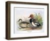 Red Crested Pochard-Henry Jones-Framed Premium Giclee Print