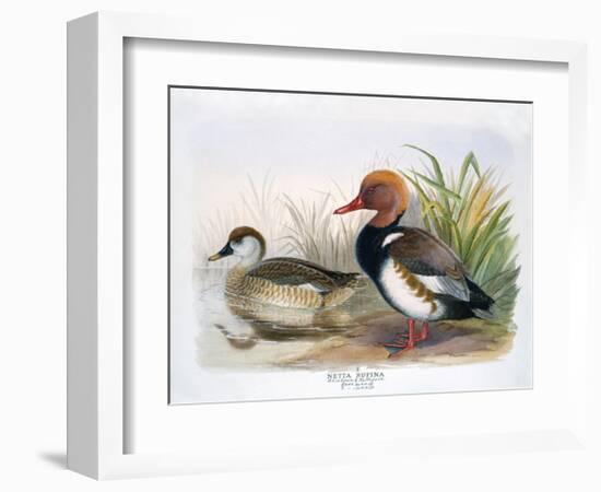 Red Crested Pochard-Henry Jones-Framed Premium Giclee Print