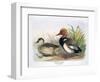 Red Crested Pochard-Henry Jones-Framed Premium Giclee Print